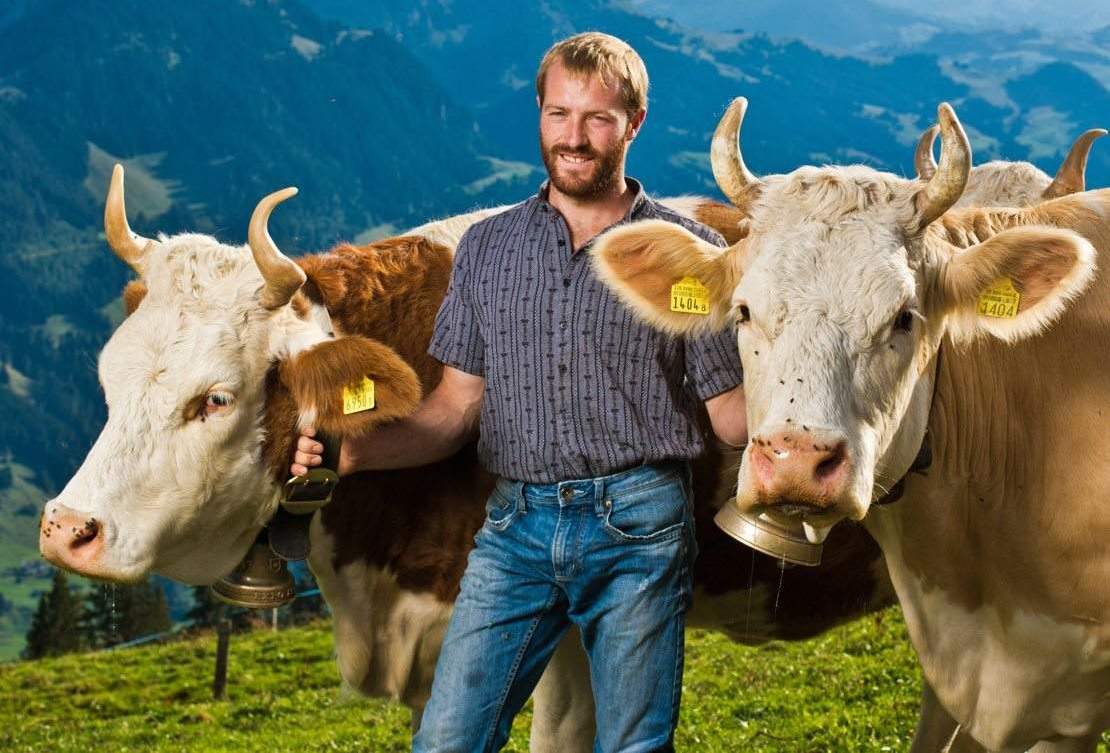 Bauer mit zwei Kühen